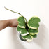 Hoya Kerrii albomarginata - 10cm pot